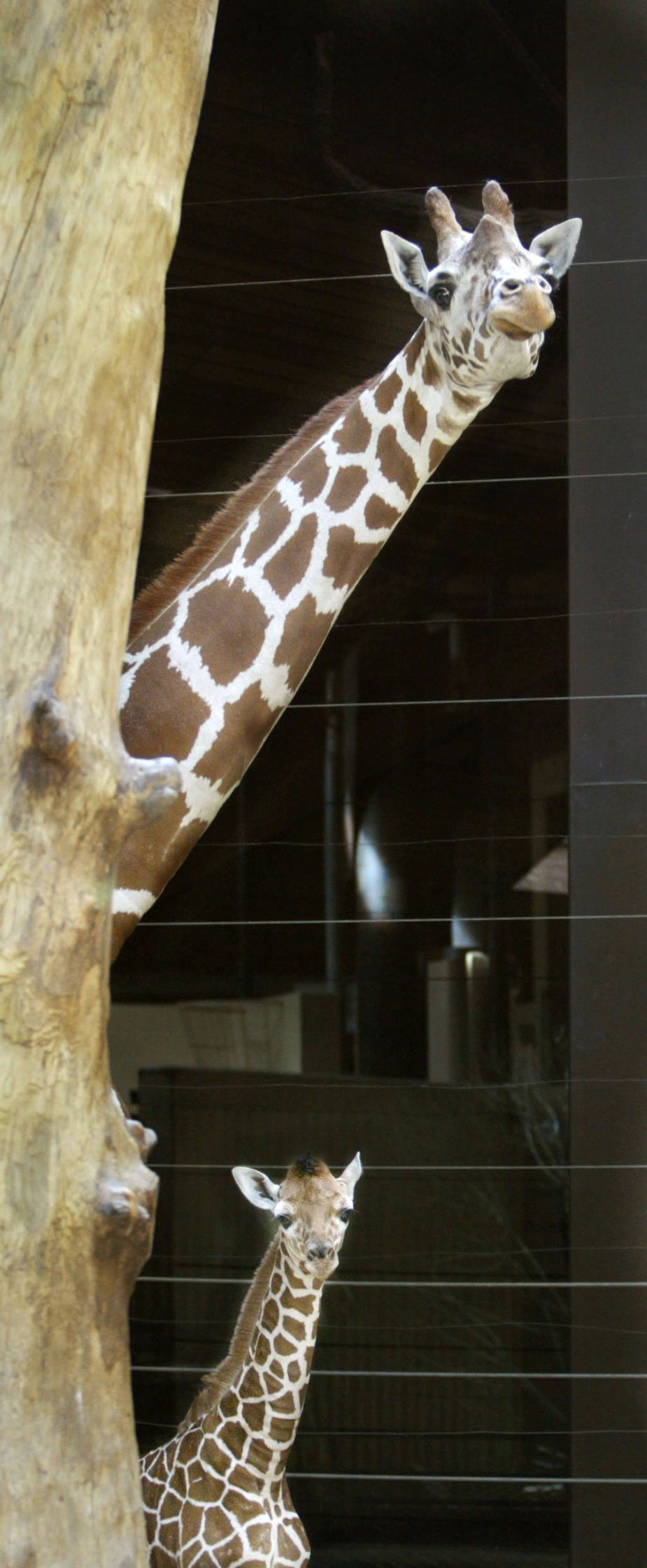 zoo babies